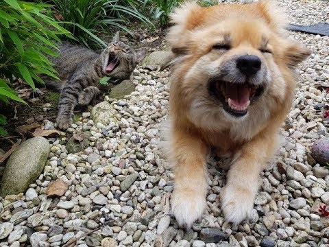 ¡LOS ANIMALES DIVERTIDOS FALLAN! - ¡INTENTA NO RETAR EL RETO!😂🤣