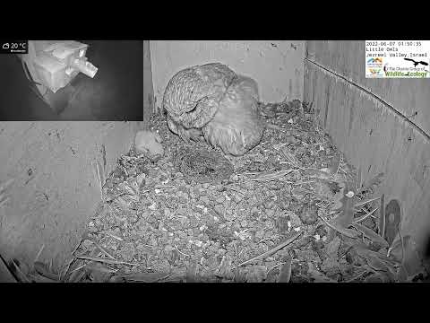 Male little owl brings a vole to feed his family in the LIVE Little Owl Israel Cam 1