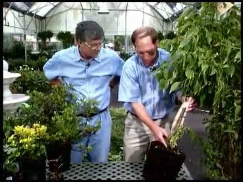 Buying a Perfect Plant with Walter Reeves