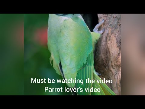 beautiful parrot bird's   animals lover's.  #entertainment2021jd.