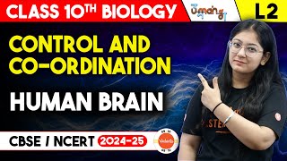 Human brain Class 10 | Control and Coordination | Class 10 Science Chapter 7 | UMANG