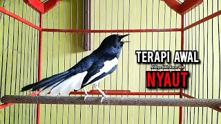 Download lagu kacer gacor NGEPLONG tarung ini paling ampuh buat PANCINGAN KACER agar EMOSI NYAUT mp3 Download lagu kacer gacor NGEPLONG tarung ini paling ampuh buat PANCINGAN KACER agar EMOSI NYAUT mp3