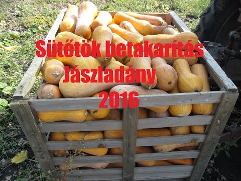 , title : 'Sütőtök betakarítás 2016'