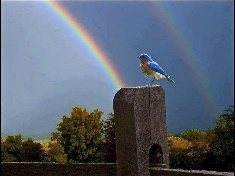 Somewhere Over the Rainbow /  What a Wonderful World - Israel Kamakawiwo'Ole with lyrics