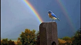 Somewhere Over the Rainbow /  What a Wonderful World - Israel Kamakawiwo&#39;Ole with lyrics