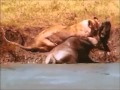 Lioness Kills Wildebeest