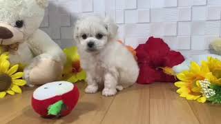 ハーフ犬の動画01