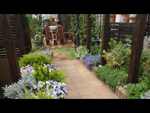 スター ジャスミン つる性植物 トレリス パーゴラ