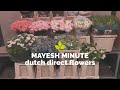 Mayesh Minute Dutch Direct Flowers December 15