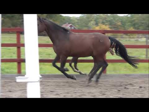 Harley Bell (Harlem D - Belissimo M) For sale!