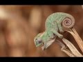 Herbie Hancock - Chameleon (short version)