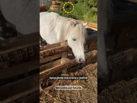 Důstojný život pro staré koně