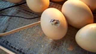 Chicks Are Starting To Hatch In Our Home Made Incubator #3 Chicken Eggs Day 21 &amp; 22