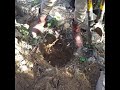 Digging hole to erect electrical pole