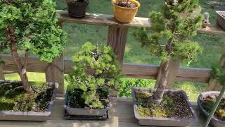 Bonsai Quick Look