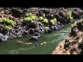 Destination: The Wild and Scenic Rogue River, Oregon