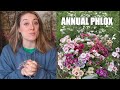Growing Annual Phlox as a Cut Flower : Flower Hill Farm