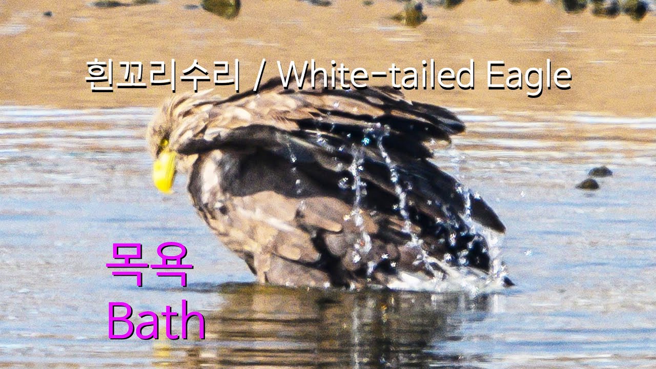 2021-22시즌 흰꼬리수리(7)-목욕 유튜브 썸네일