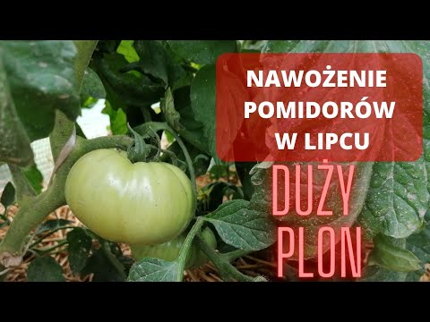 Czym i jak nawozić pomidory w lipcu? duży plon