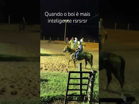 Treino de laço em Guaraci/PR #agro  🇧🇷