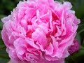 Fleurs de Mai May Flowers