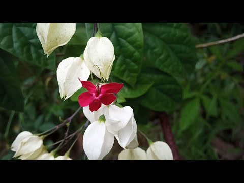 Bleeding Heart Vine