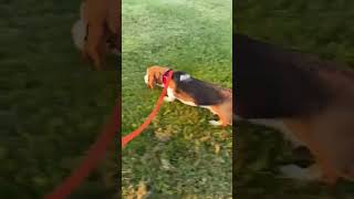 Video preview image #1 Basset Hound Puppy For Sale in Deepwater, NJ, USA