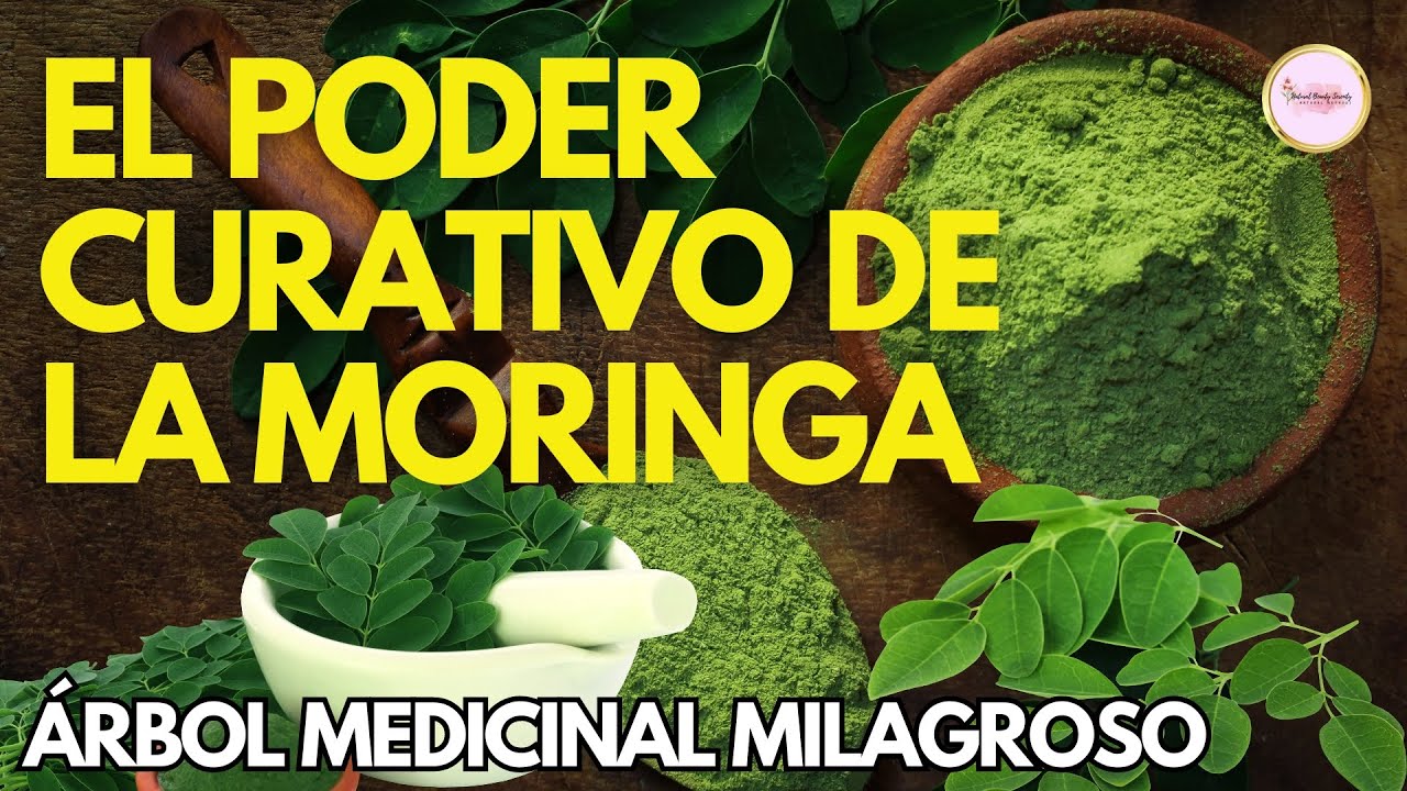 DOCUMENTAL El PODER CURATIVO y NUTRITIVO de la MORINGA El Árbol Milagroso para tu Salud