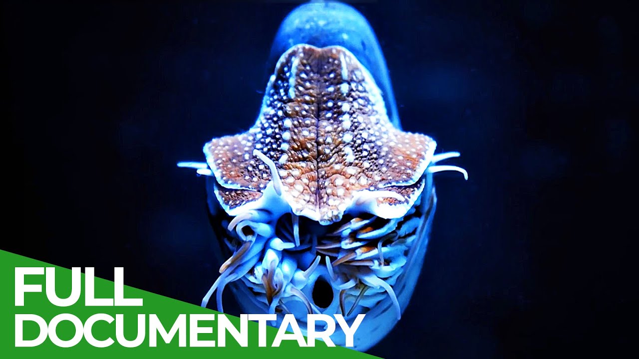 Wildlife - Just Octopuses | Free Documentary Nature