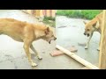 Mirror Prank For Dog Hilarious Funny Reaction 15 Top Collection Dog Mirrors Pranks