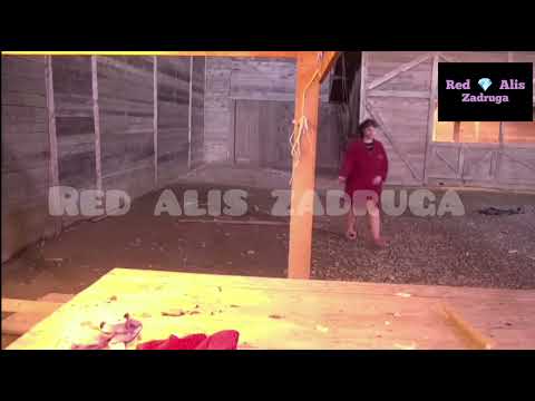 Zadruga 6 - Bebica pobegao, opet! Kulici i pas sprdaju Pink; ne nose bubice