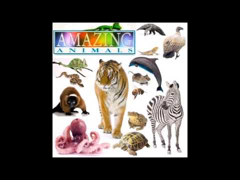 Henry's Amazing Animals: Main Theme