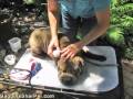 Shar Pei Grooming 101 Ear Cleaning