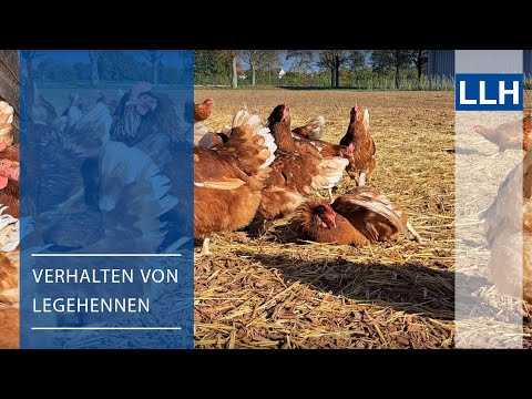 Verhalten von Hühnern