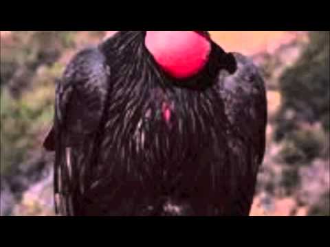 (Biology Project) Like A Condor