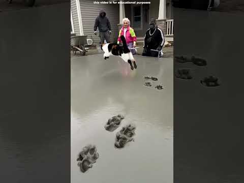 😨🐾 She Thought It Was Mud, But Her Paws Got Stuck! 😂😱❤️ #shortvideo#cat #catvideos #core #bts