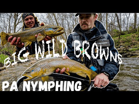 Fly Fishing for BIG Wild Brown Trout (PA EURO NYMPHING)