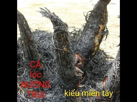 CÁCH LÀM MÓN CÁ LÓC NƯỚNG TRUI /KIỂU MIỀN TÂY