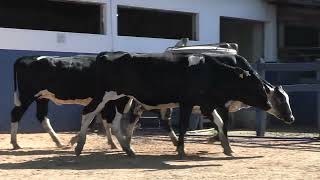 Vídeo 174 - 1ª ETAPA MEGA LIQUIDAÇÃO TOTAL AGROPECUÁRIA MARAJOARA - DIA 4 | GADO GIROLANDO E HOLANDÊS