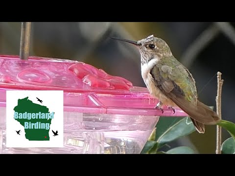 Finding The Calliope Hummingbird: The Smallest Bird in The United States