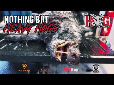 Nothing But Heavy Hogs! | Wise County Hog Contest (2022)