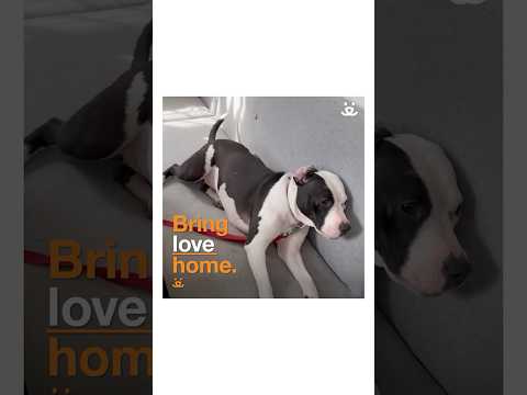 Youtube Video Embed