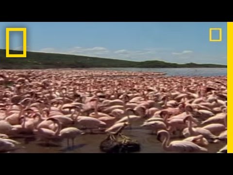 Baboon vs. Flamingos | National Geographic