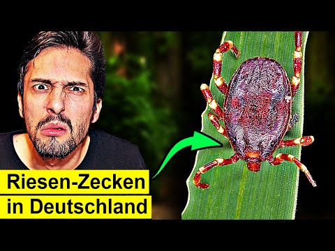 So gefährlich ist diese exotische Riesen-Zecke