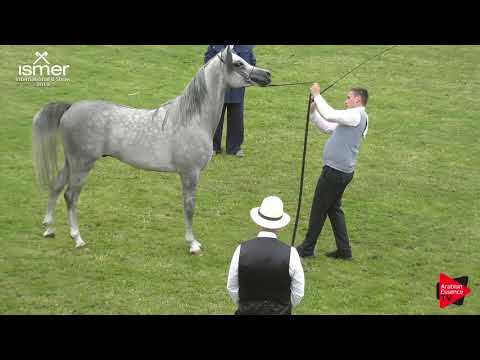 N.32 PIRENO - Strohen 2019 B Int - 2 year old Colts (Class G)