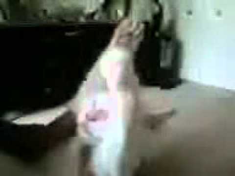 Waving Kitty Cat doing the damn thing