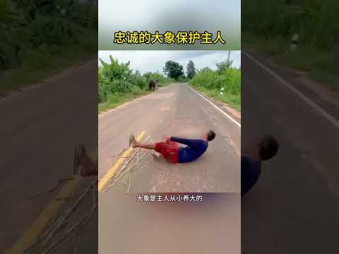 忠诚的大象保护主人 #