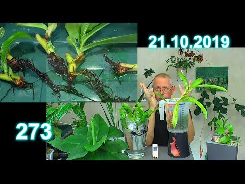 Seifenbaum Samen Aussaat. Ficus benjamina Großprojekt bewurzeln. Kannenpflanzen die Vermehrung