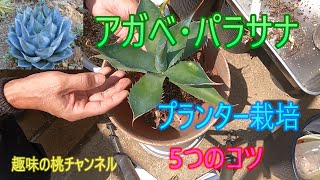 [Agave parasana] 5 tips for growing in a planter 25/9/25