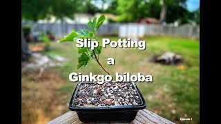 Ginkgo biloba Slip Potting